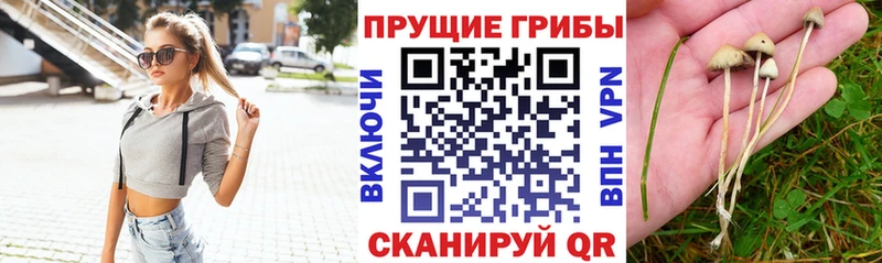 Галлюциногенные грибы Magic Shrooms  купить наркотик  Чкаловск 